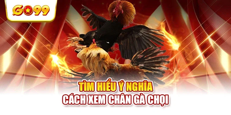 Tìm hiểu ý nghĩa cách xem chân gà chọi