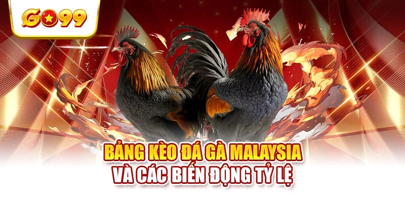 Bảng kèo đá gà Malaysia và các biến động tỷ lệ