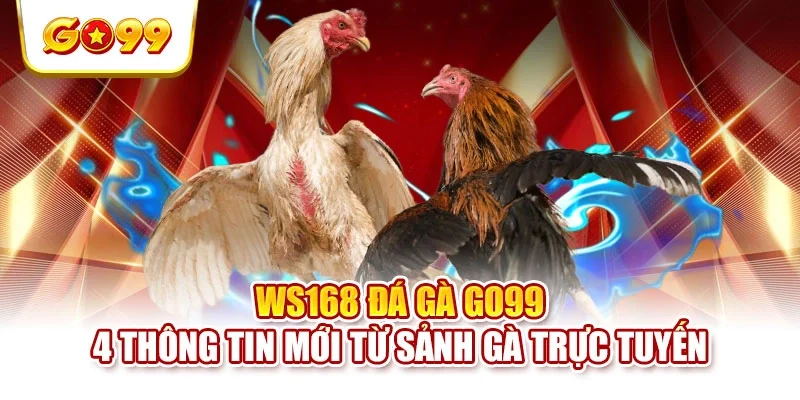 WS168 Đá Gà GO99 - 4 Thông Tin Mới Từ Sảnh Gà Trực Tuyến